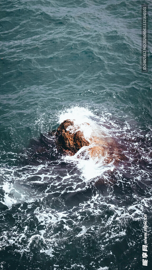 海面上游泳的海狮