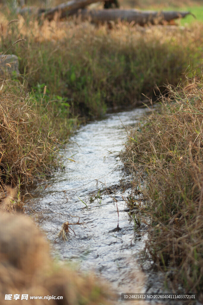 溪边草木与潺潺流水