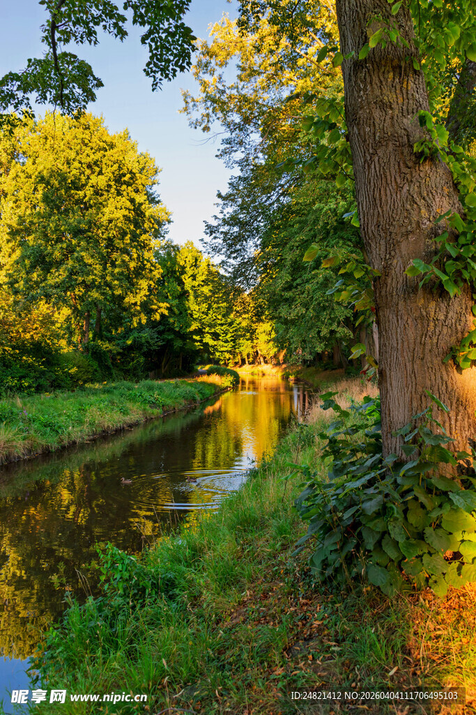 河畔绿荫美景