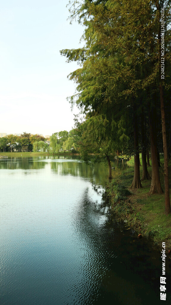 湖畔绿荫