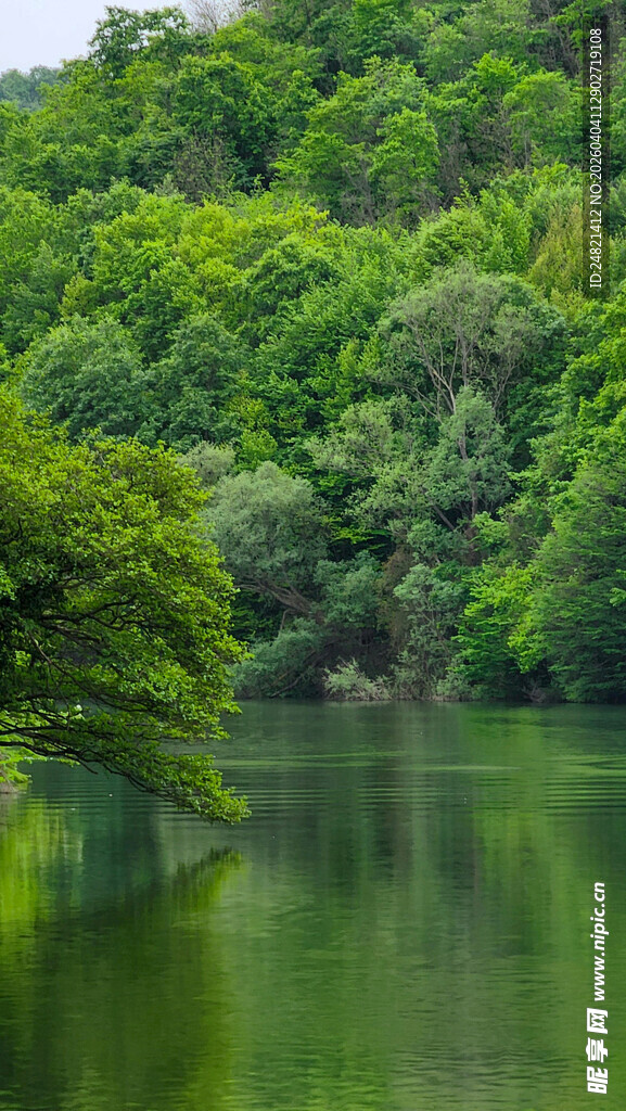 宁静湖畔绿意盎然的景致