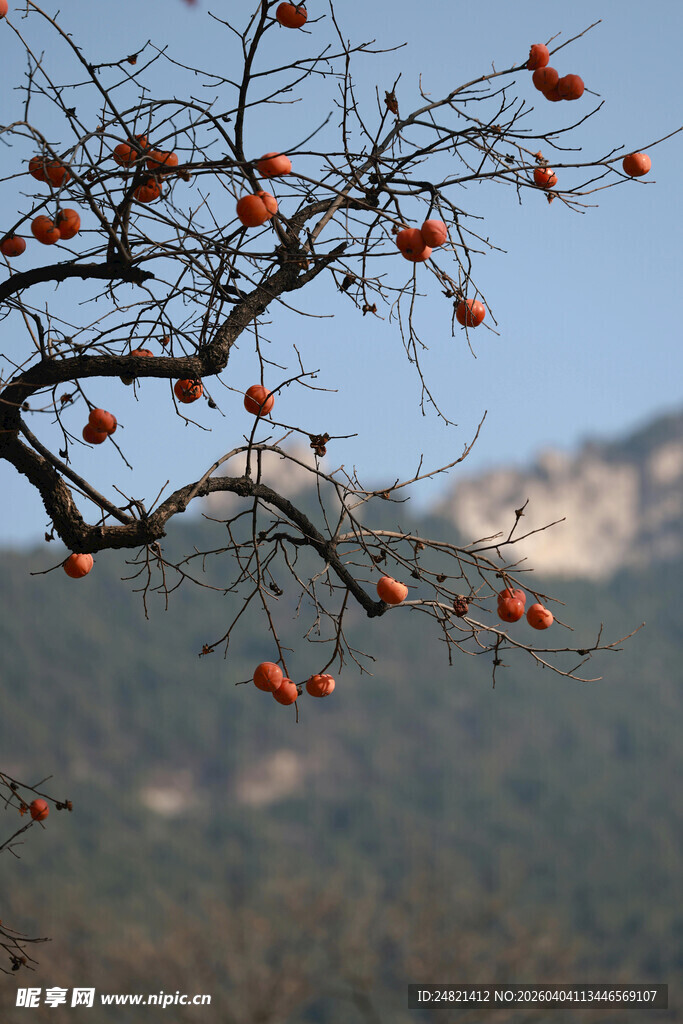 枝头红柿映远山