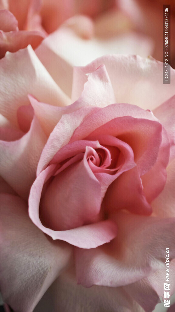 柔美粉色玫瑰特写