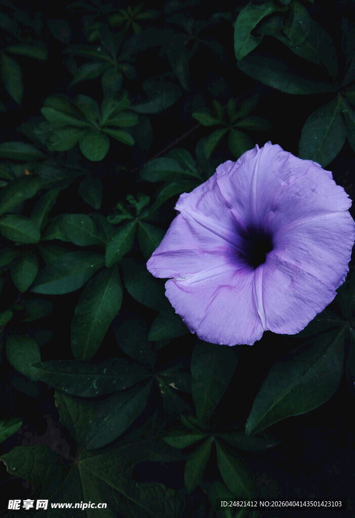 紫色牵牛花特写