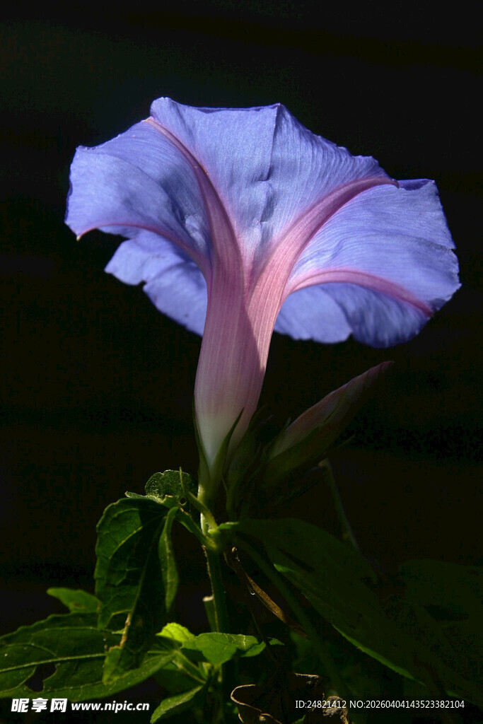 蓝粉相间牵牛花绽放