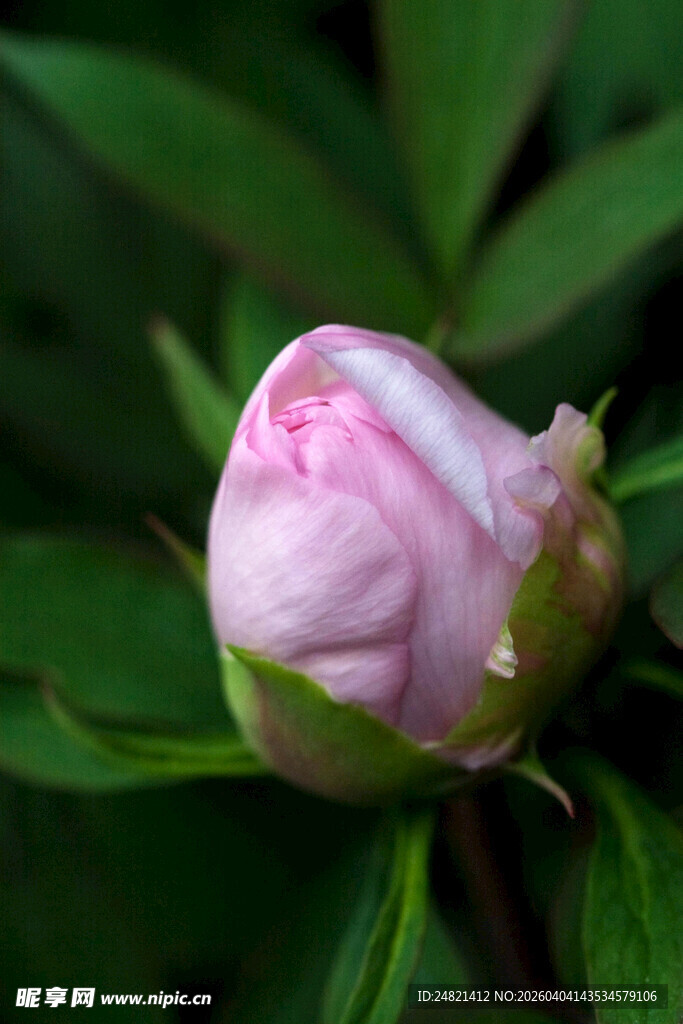 含苞待放的粉色娇艳花骨朵