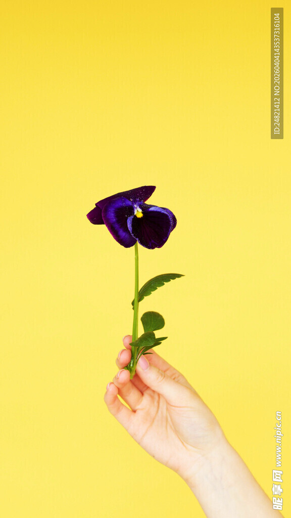 手托紫色小花