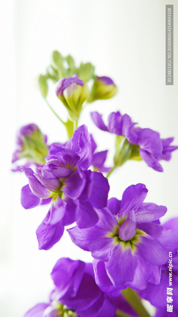 紫色花卉特写