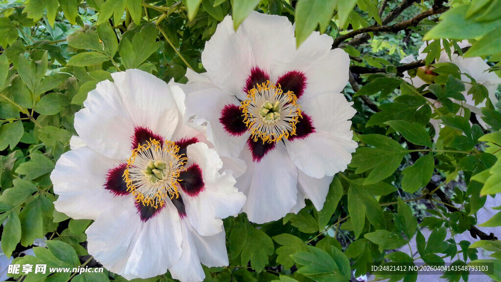 两朵娇艳木槿花