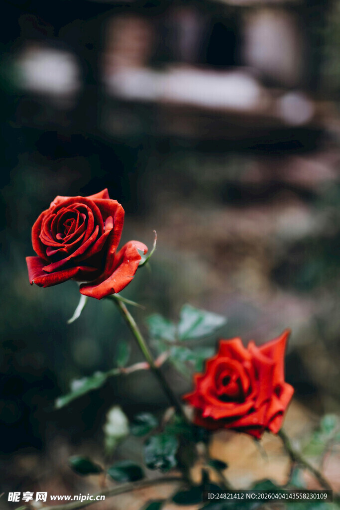 两朵娇艳红玫瑰