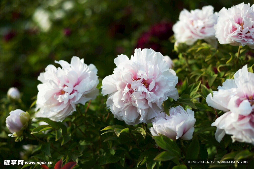 娇艳盛开的白色牡丹花