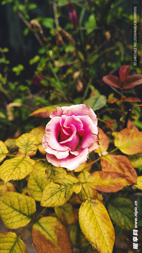 娇艳玫瑰与斑斓叶片