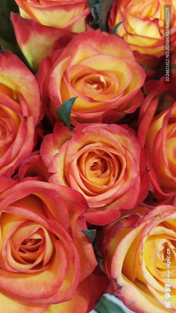 橙黄渐变玫瑰花卉特写