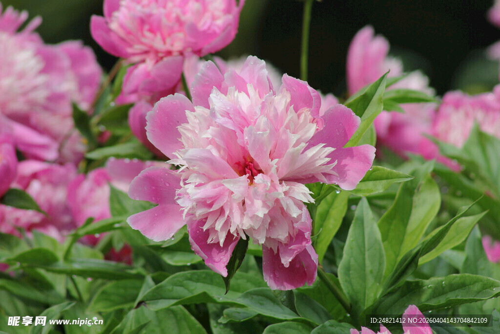 娇艳盛开的美丽粉色芍药