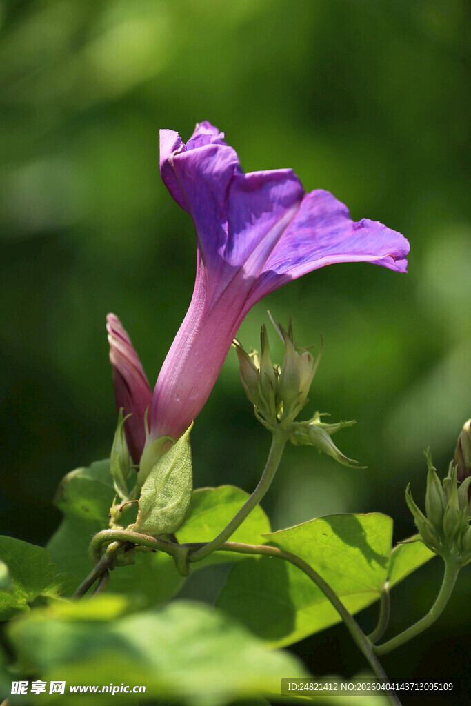紫色牵牛花特写