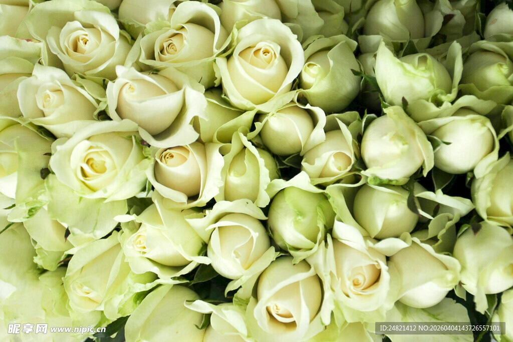 清新淡绿色玫瑰花簇