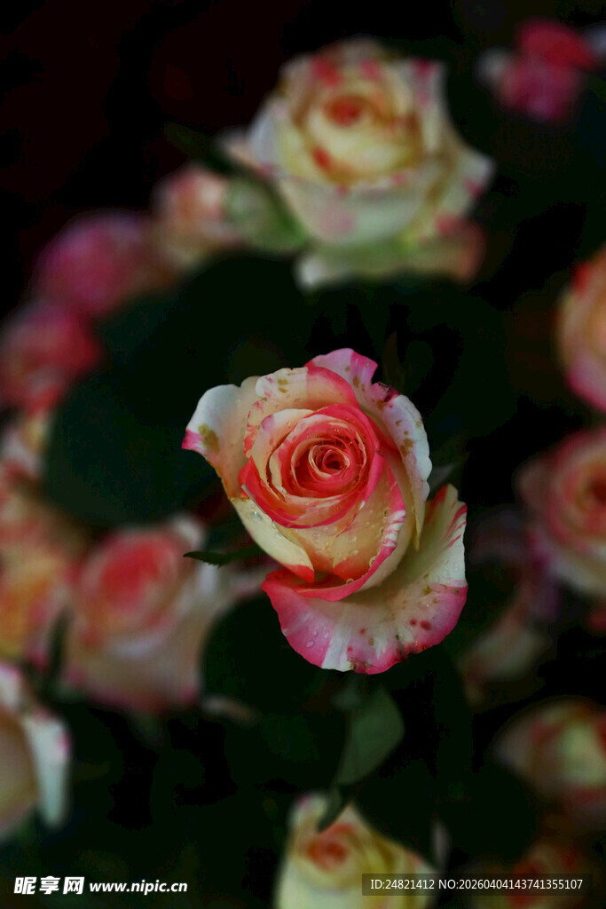 多彩娇艳的绽放玫瑰