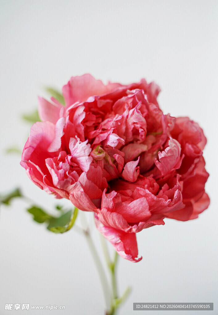 娇艳红牡丹特写