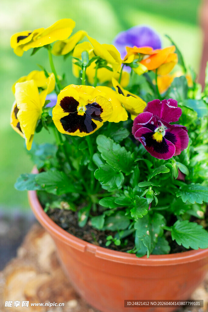 盆栽三色堇绽放艳丽花朵
