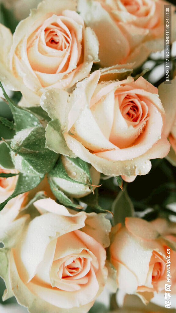 淡粉色优雅玫瑰花束