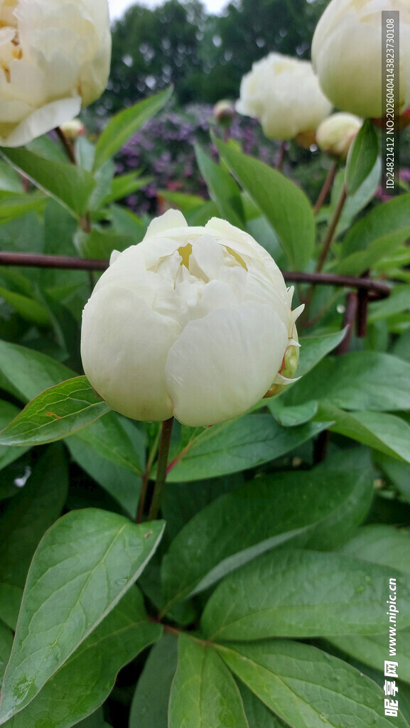 洁白玉兰花绽放绿叶间