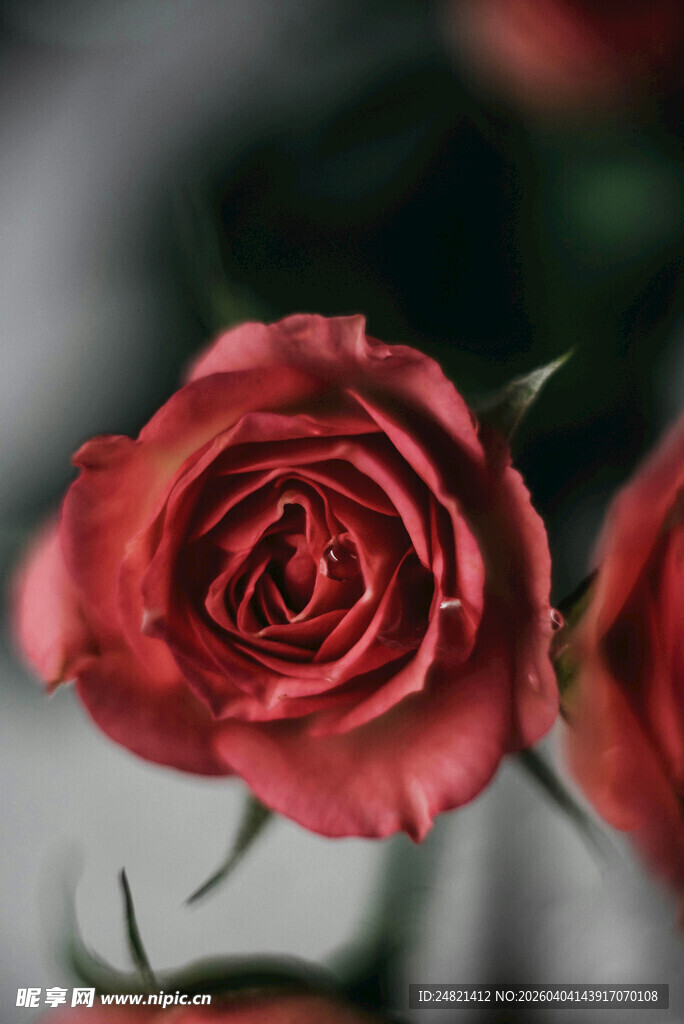 娇艳红玫瑰特写