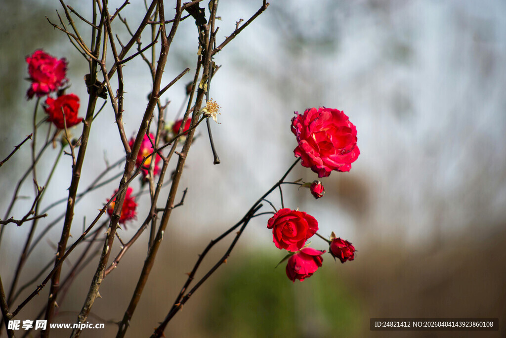 枝头绽放的娇艳红花朵