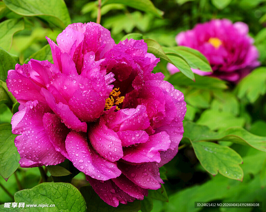 娇艳盛开的紫红色牡丹花