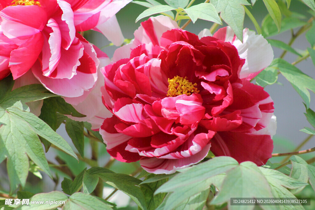 娇艳盛开的红粉牡丹花