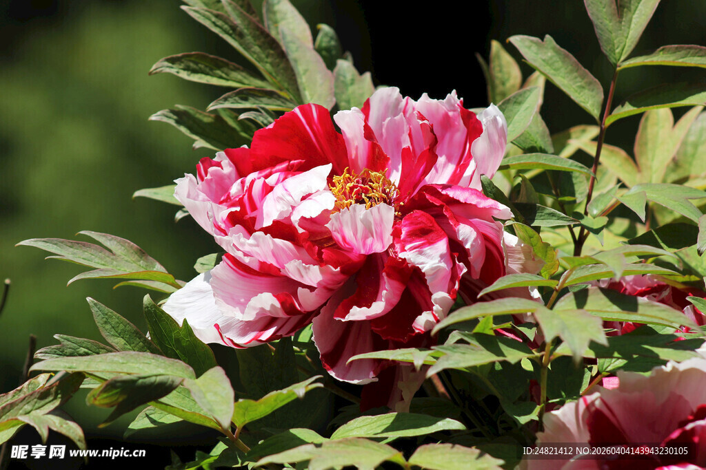 娇艳双色牡丹花绽放