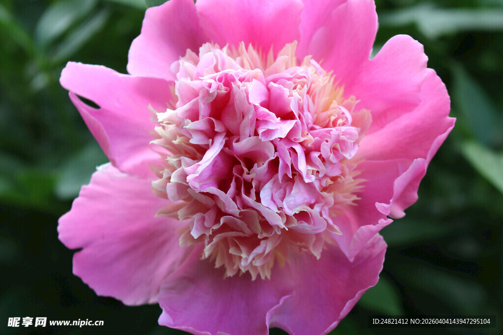 娇艳盛开的粉色牡丹花