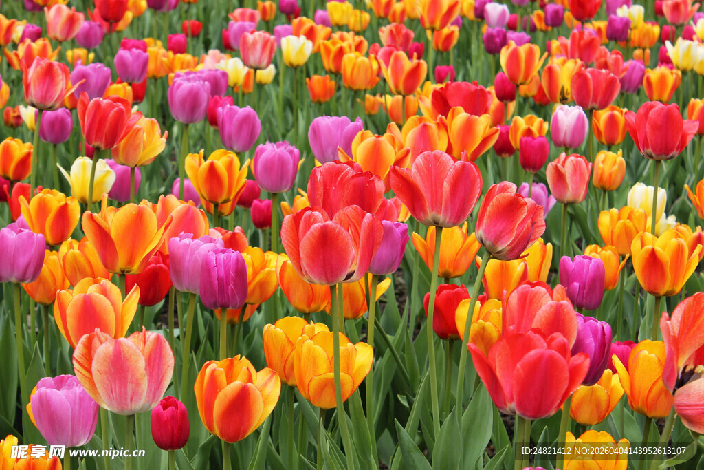 五彩斑斓郁金香花海