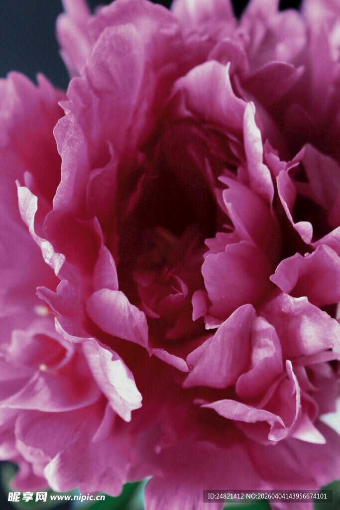 娇艳紫牡丹特写