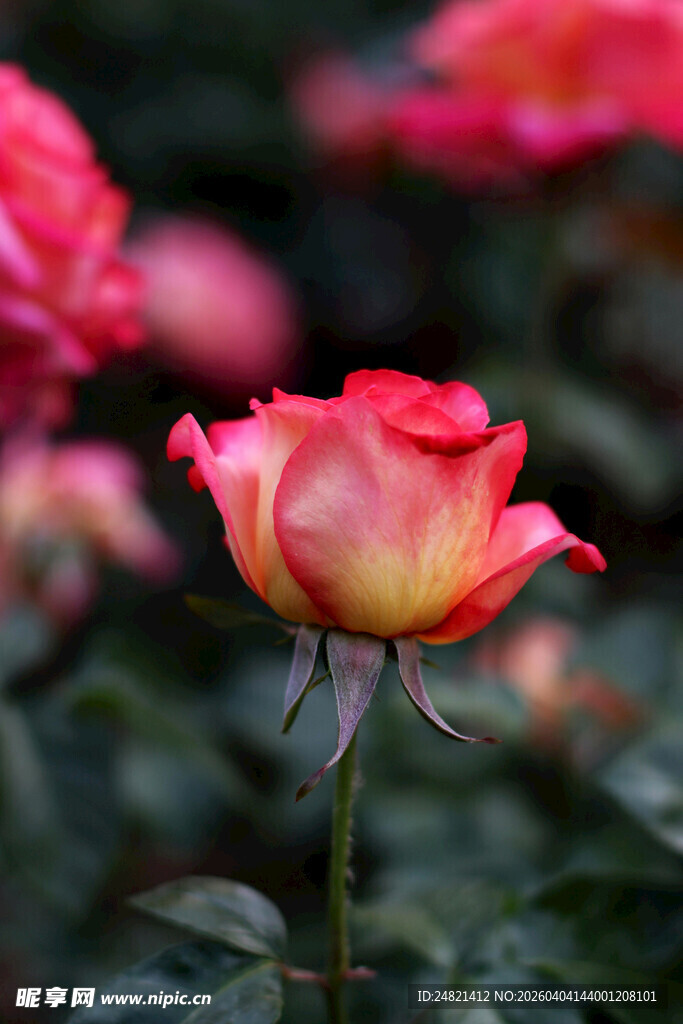 娇艳双色玫瑰绽放