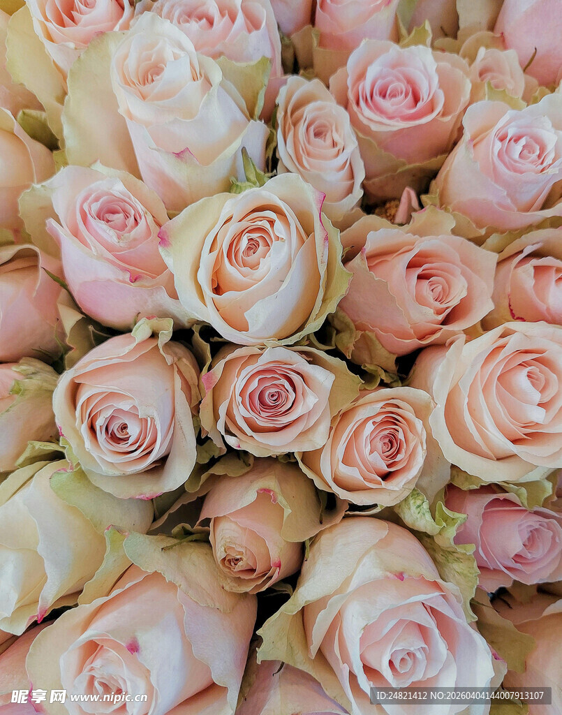 粉色玫瑰花束特写