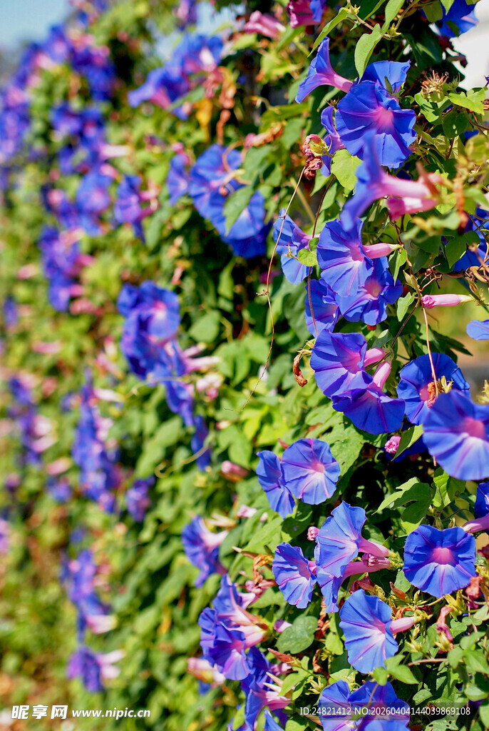 蓝紫色牵牛花繁茂景象