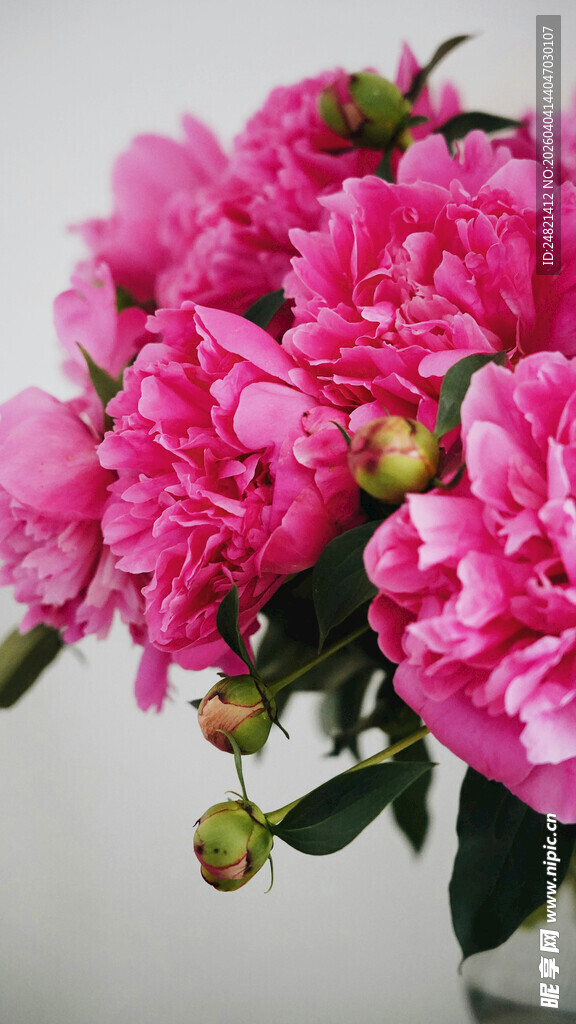 娇艳盛放的粉色牡丹花