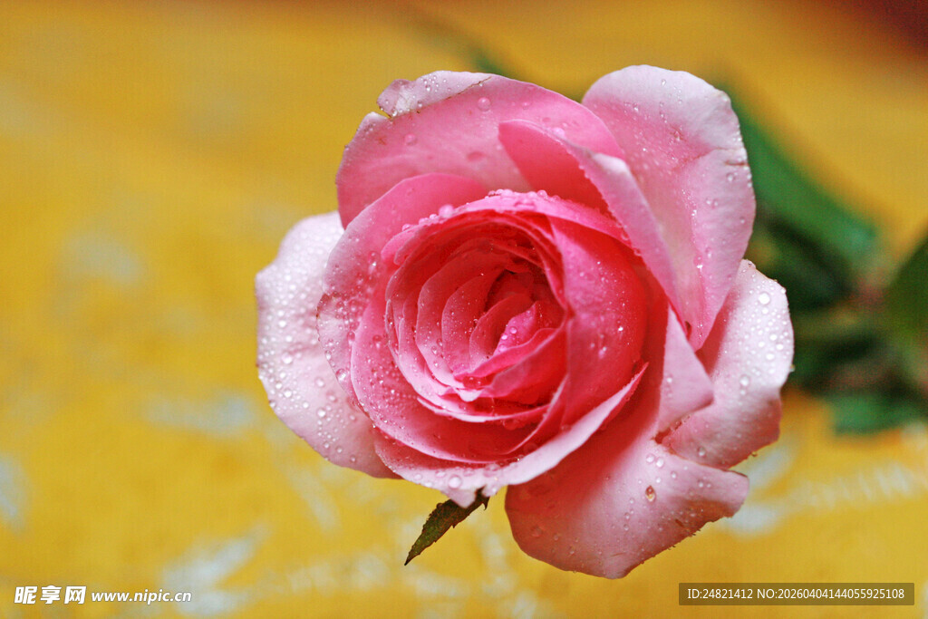 粉色娇艳玫瑰特写