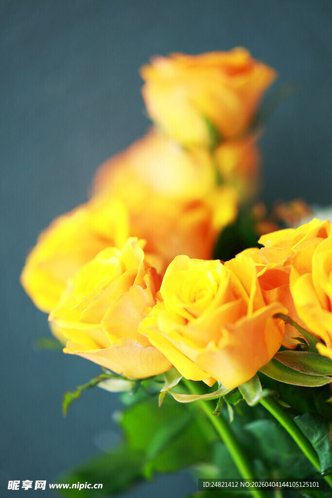 黄色娇艳玫瑰花束