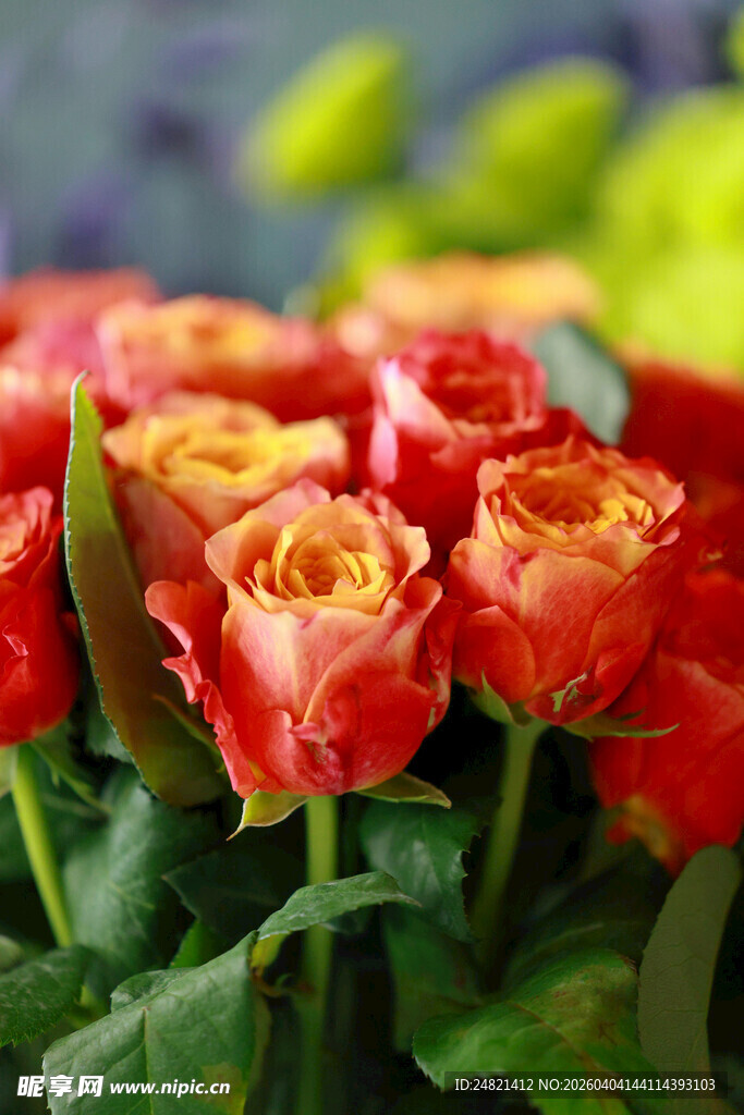 鲜艳橙红玫瑰花束