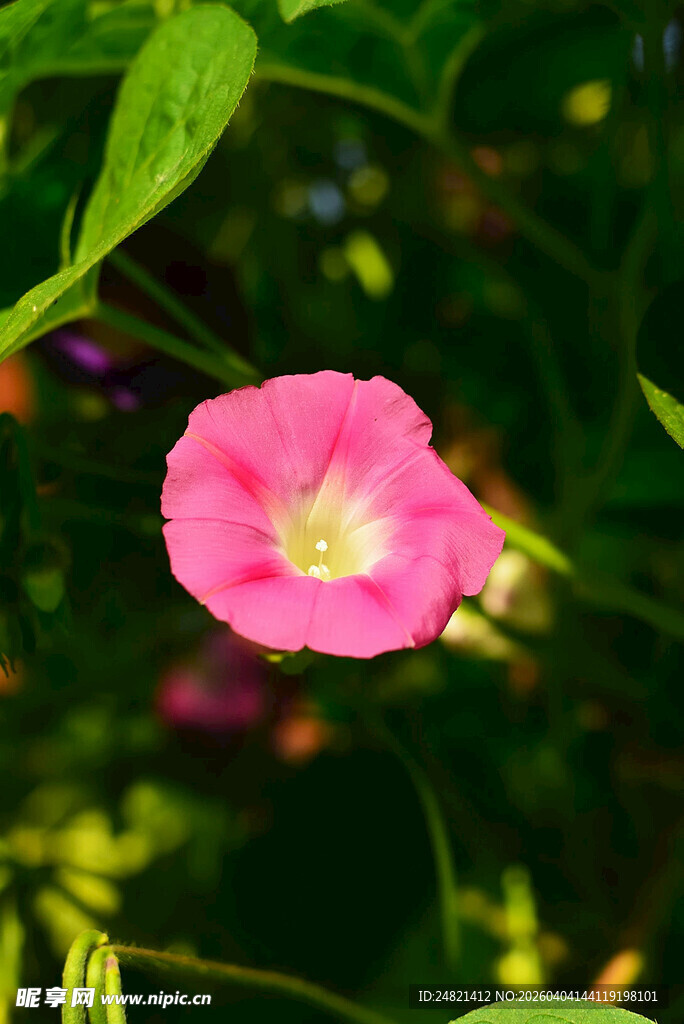 娇艳粉色牵牛花特写