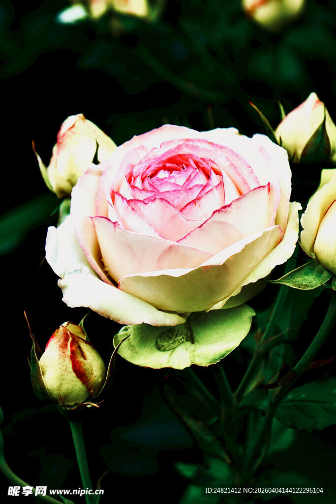 娇艳白粉色玫瑰花绽放