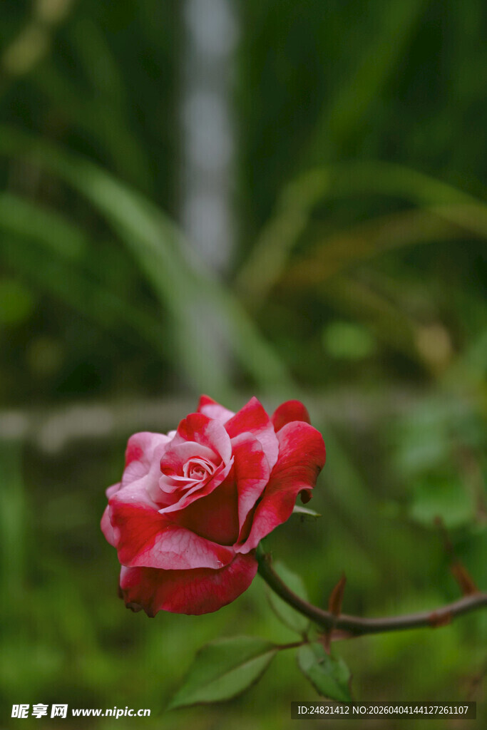 娇艳红玫瑰绽放于绿意间