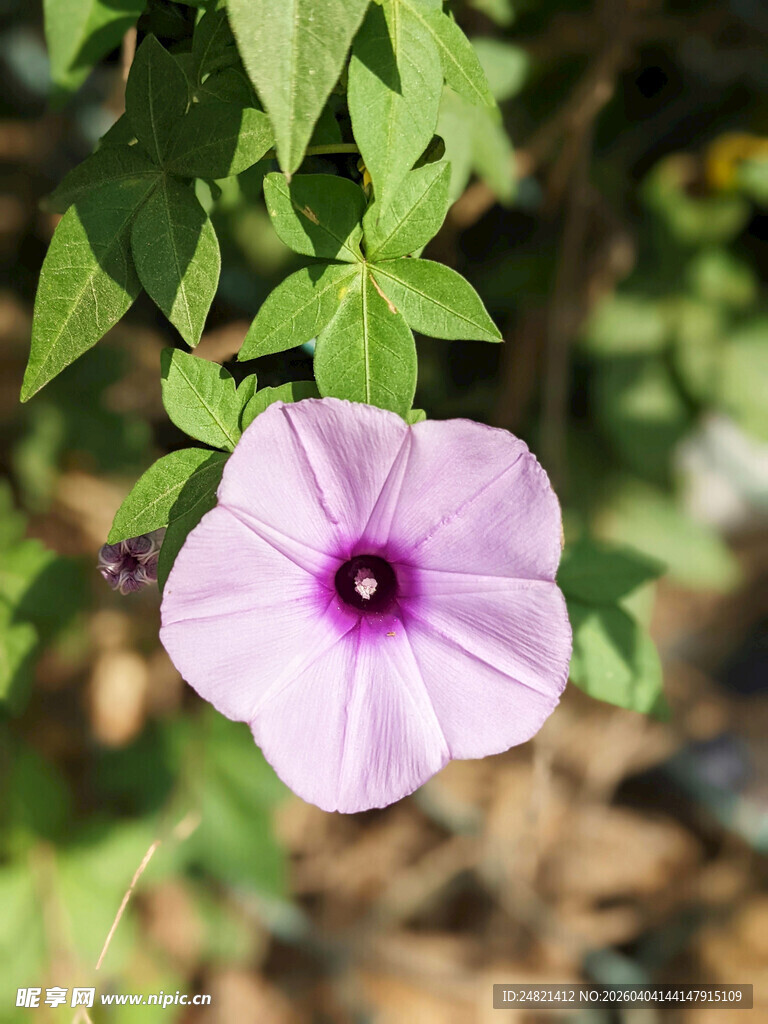 淡紫色牵牛花绽放