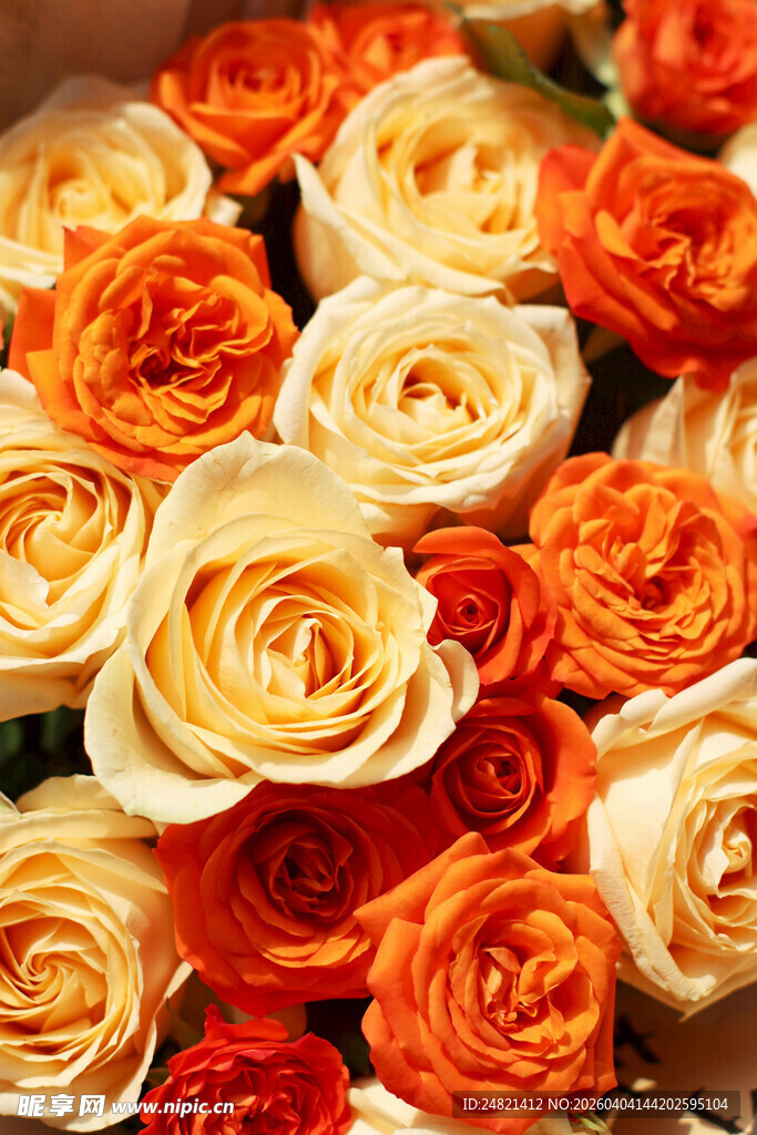 多彩玫瑰绽放美丽瞬间