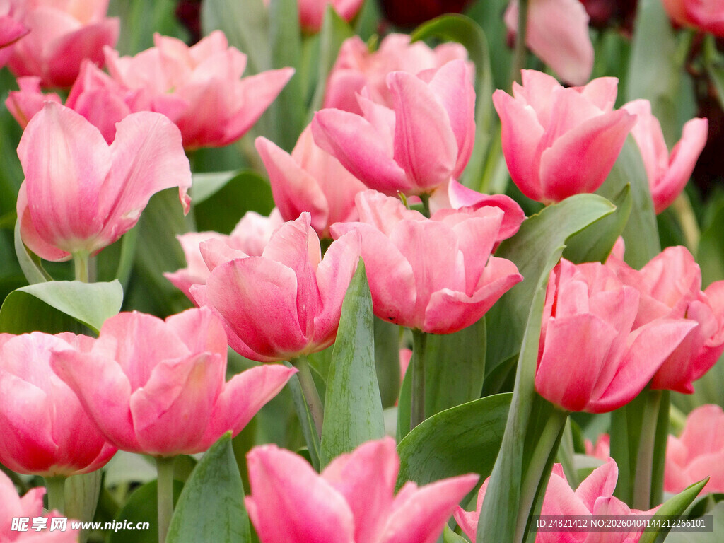 粉色郁金香花海