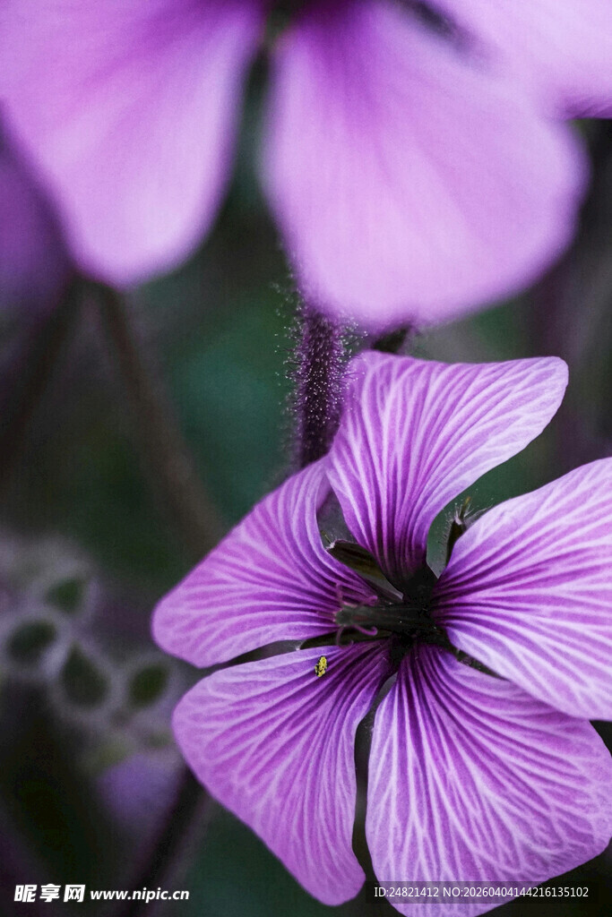 紫色小花特写