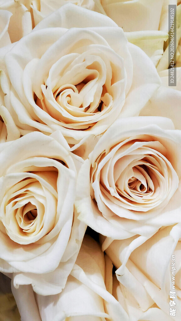 优雅米白色玫瑰花束