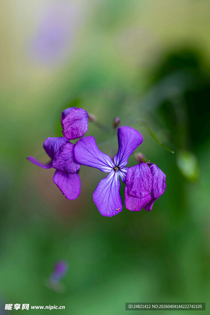 紫色小花绽放
