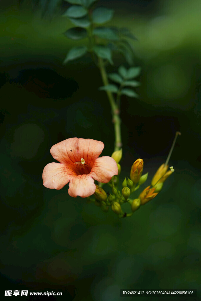 娇艳凌霄花特写